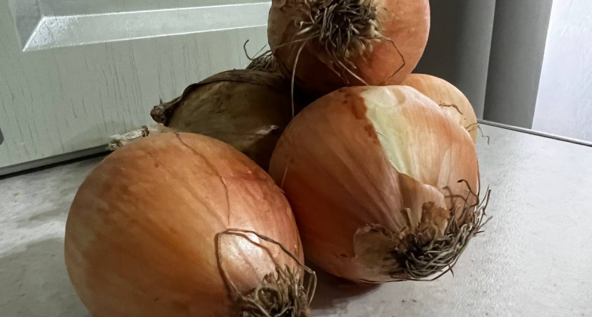 Не лук, а конфетка: 4 сочных сорта для салатов — уже составила список посадок на 2026 год