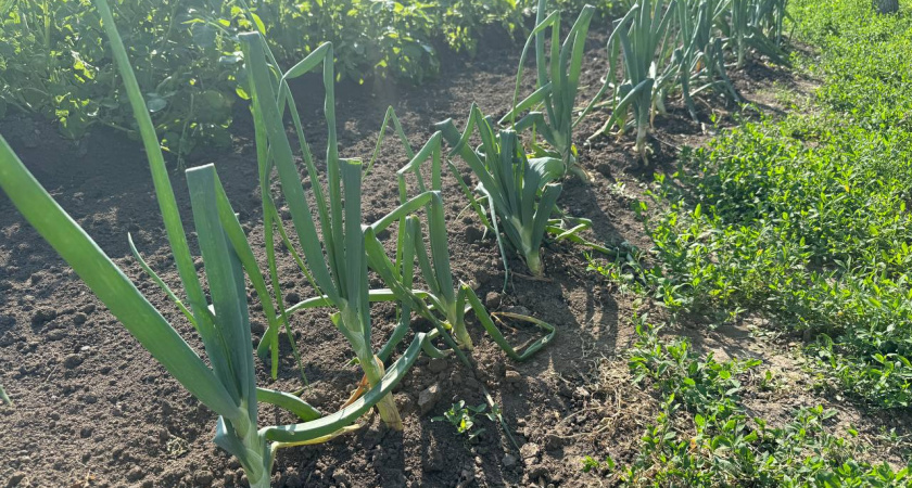 Ошибка, которая губит урожай: никогда не сажайте это рядом с луком — секрет опытных дачников