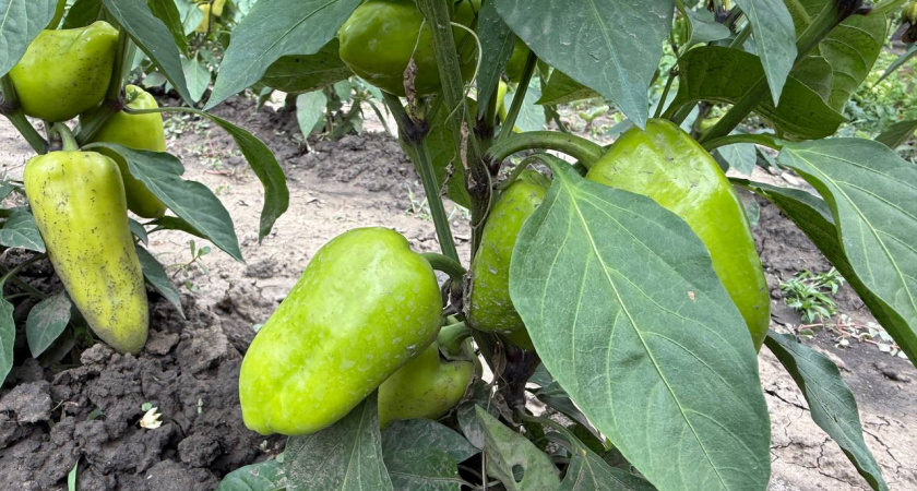 Неугомонный кормилец: этот перец плодит как бешенный даже в дождливое и холодное лето