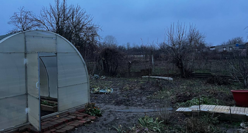 Конец февраля — время заняться теплицами: эти 3 шага обеспечат здоровую рассаду  