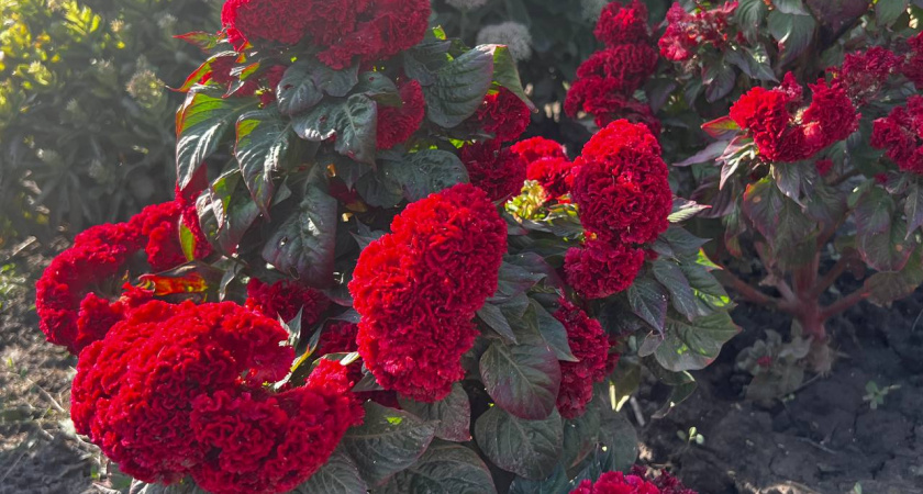 Посадите один раз — и ваши правнуки скажут спасибо: куст, который цветёт 100 лет и не знает болезней