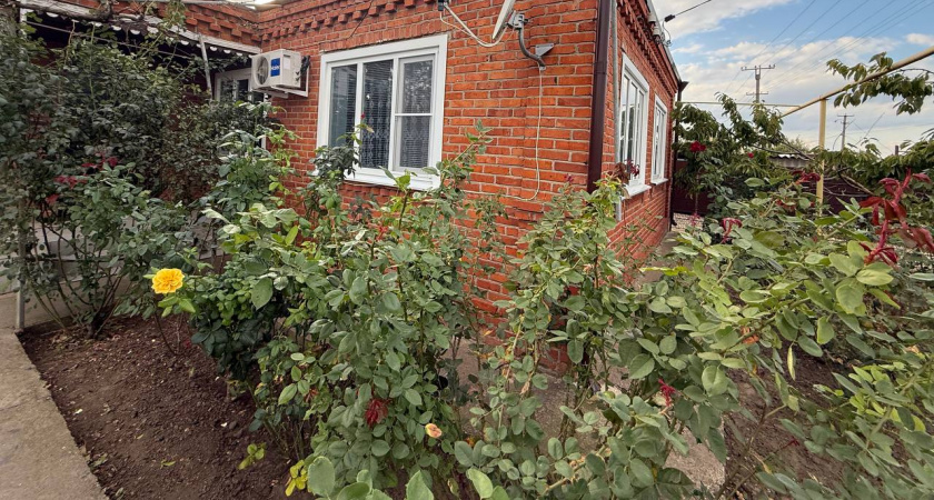 Забудьте про тую: этот кустарник растёт сам, а выглядит как с обложки журнала