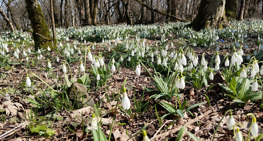 Подснежники и «колокольчики» под запретом: в Краснодарском крае будут штрафовать за сбор редких первоцветов 