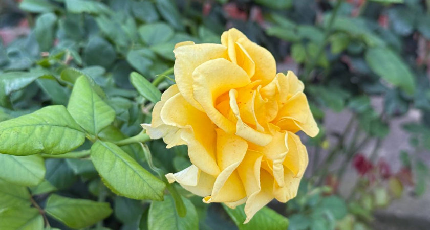 20 идей небанальных подарков на 14 февраля, которые запомнятся надолго: не цветы и не конфеты