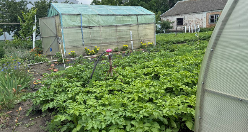 Секрет опытного дачника: один цветок, который выгонит колорадского жука без химии