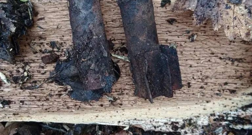 Эхо войны: жители нашли артиллеристские мины в лесу под Новороссийском 