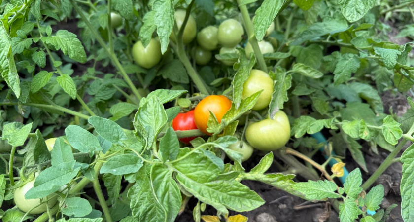 Великаны с изумительным вкусом: 3 сорта томатов, которые станут звездами вашего огорода в 2026