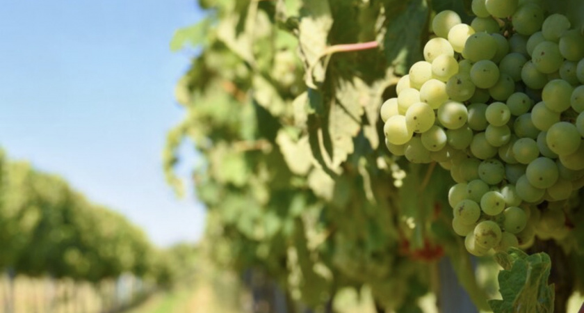 Апелляционный суд подтвердил отказ винодельне «Бюрнье» в выкупе 109 га земли под Новороссийском