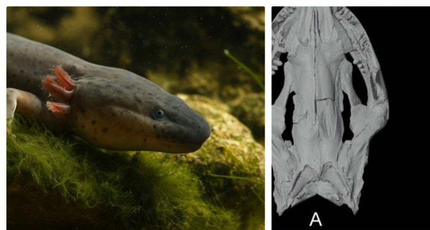 Уникальная находка под Белореченском: палеонтологи восстановили облик амфибии, жившей 3 миллиона лет назад 