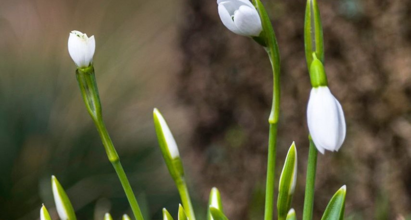 Весна идет, весне дорогу! В Новороссийске замечены первые подснежники: где можно полюбоваться нежными цветами 