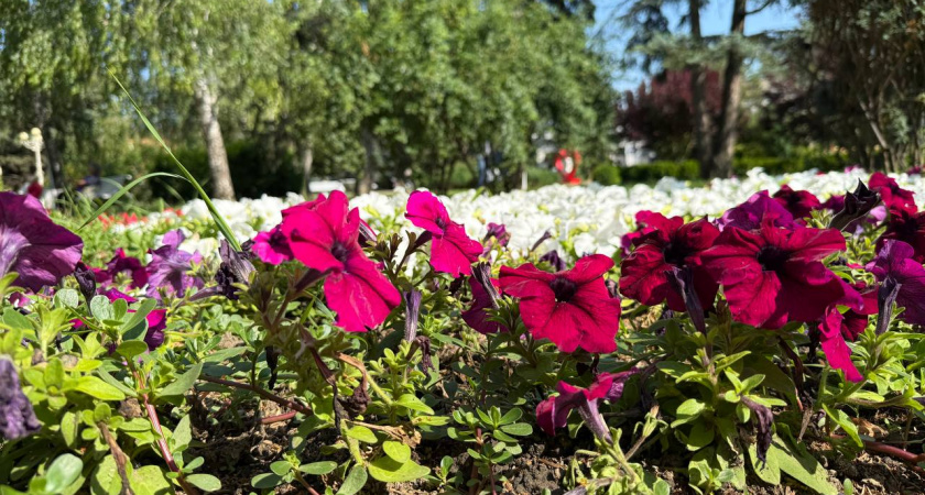 Сад в огне до октября: неприхотливый многолетник, который превратит участок в алый ковёр