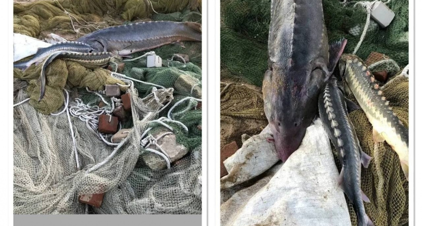 Члены рыболовецкой бригады осуждены за вылов осетра и белуги