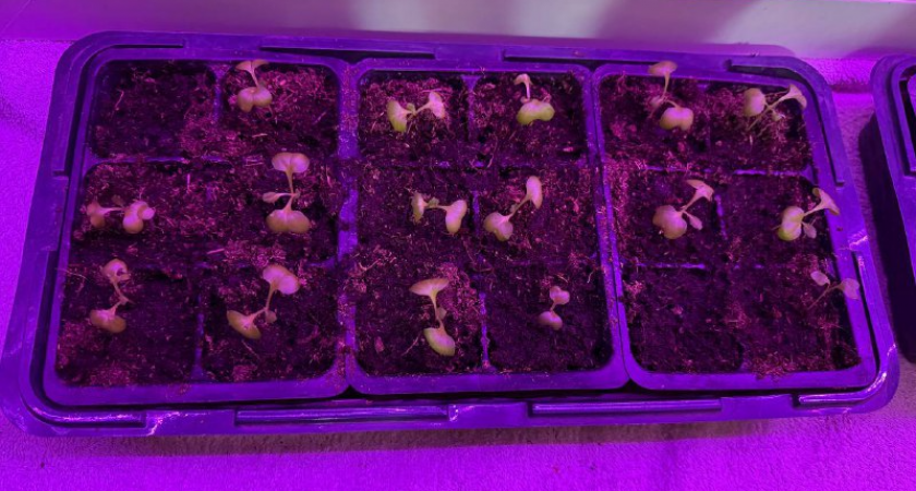 Что посеять на подоконнике в феврале, чтобы к 8 марта гарантировано получить свой урожай зелени для салата