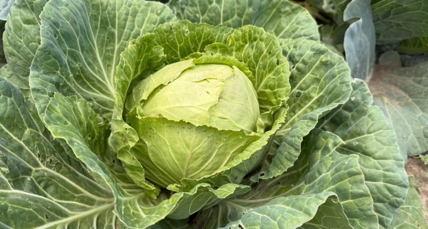 Не капуста, а находка: 5 сортов, которые идут и в голубцы, и в квашение, и не боятся вредителей