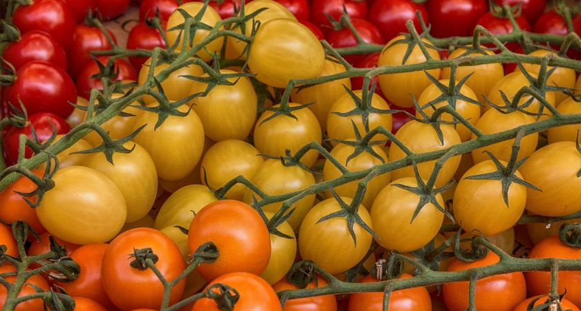 Природные антиоксиданты: 3 сорта жёлтых томатов для здоровья и очищения организма
