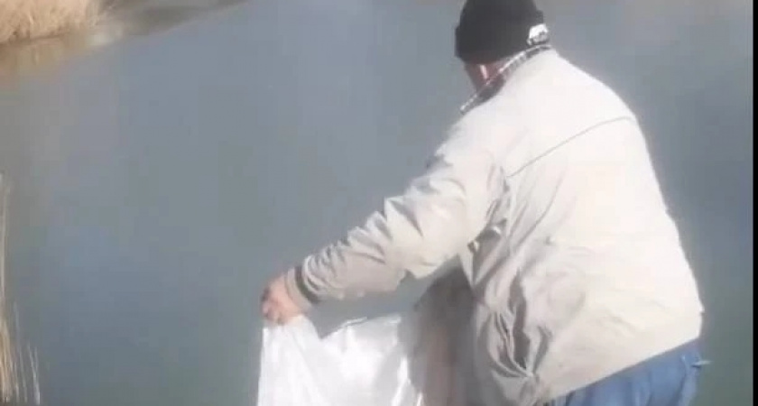 Жители Новороссийска начали зарыбливать Южные пруды освещенными мальками: как это отразится на экосистеме водоема 