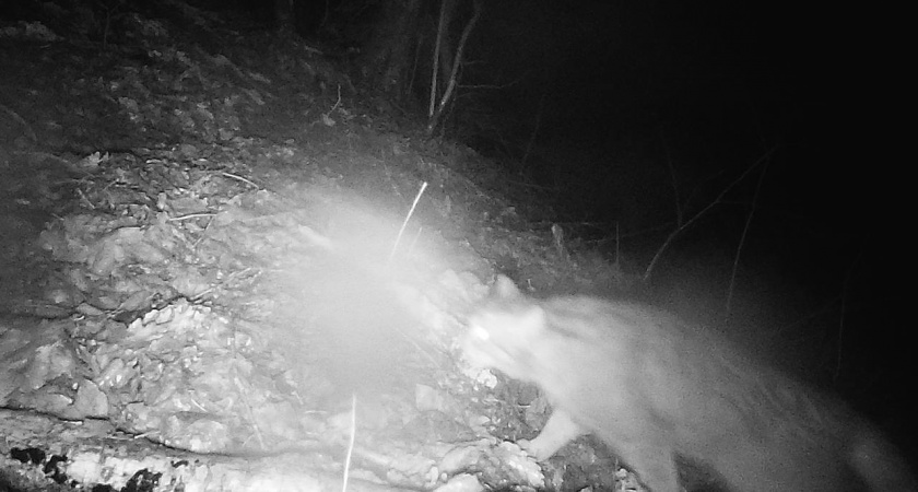 Кавказский лесной кот, занесенный в Красную книгу, замечен в природном парке под Геленджиком 