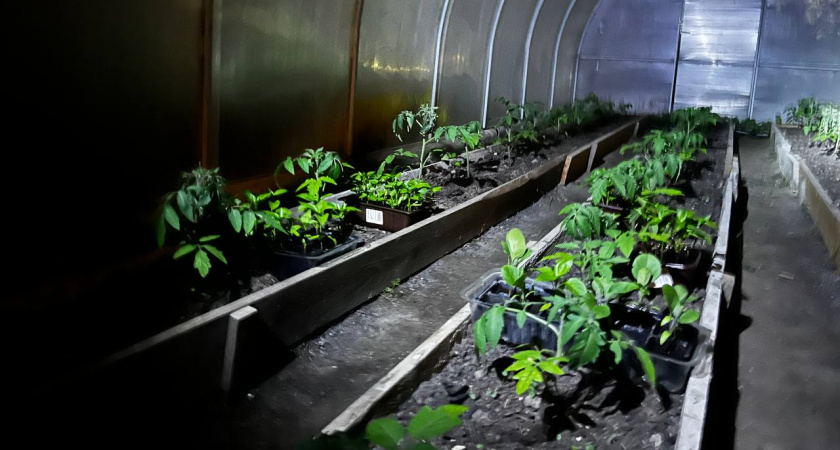 "Взлом урожая": составляем мартовский план посева томатов, чтобы кусты ломило от плодов