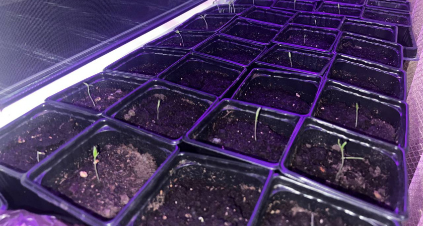 Не губите рассаду в самом начале: 7 грубых ошибок, которые допускают даже опытные