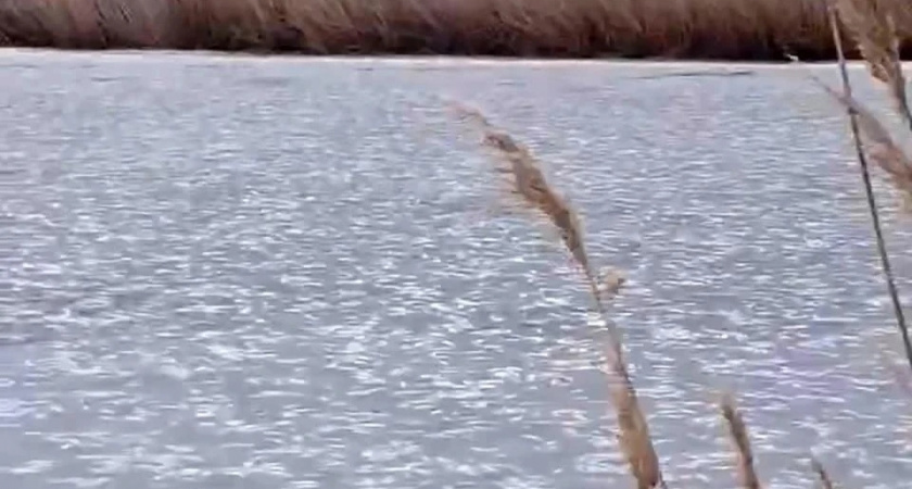 Ейский лиман превратился в ледяное кладбище: в замерзшем водоеме задохнулись тысячи рыб 