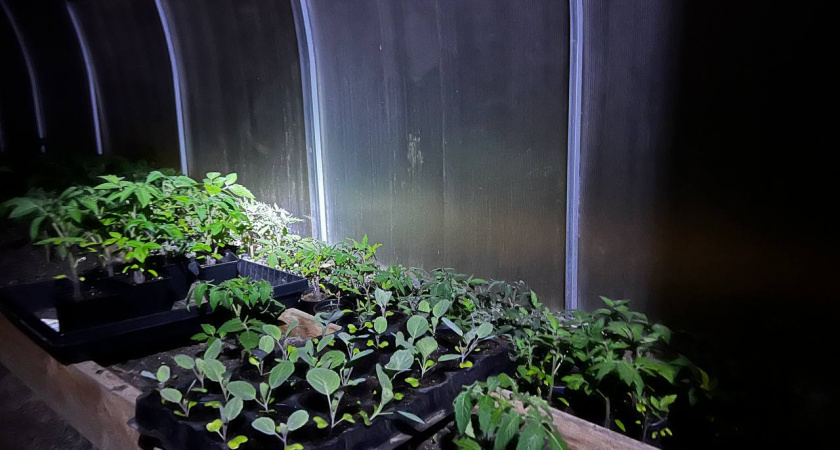 Купила семена на рынке и осталась без урожая: агроном назвал 5 правил, которые спасут дачников