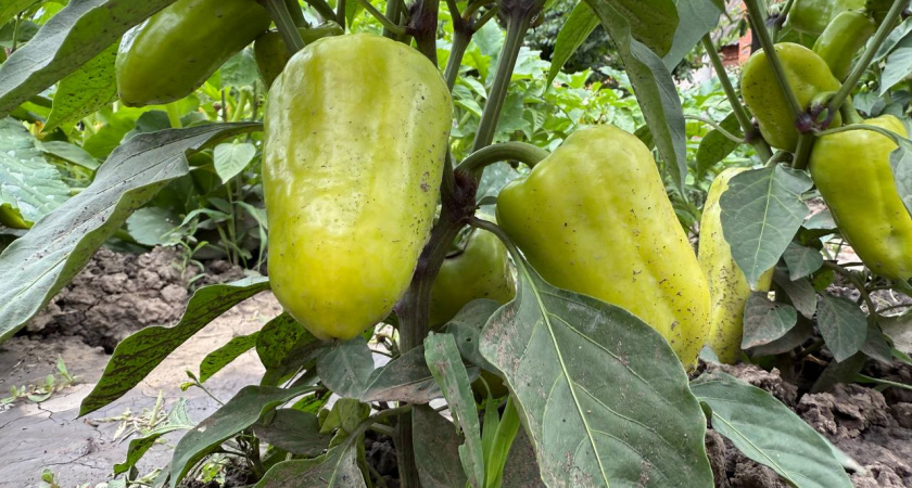 Перцы-мальчики в огороде не нужны: почему я собираю семена только с "девчонок"