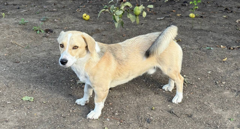 Не собака, а мечта лентяя: 8 пород, которые готовы сутками лежать на диване