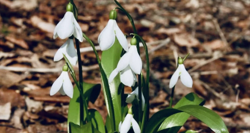 «Сохраним природу»: первоцветы Кубани взяли под круглосуточную охрану