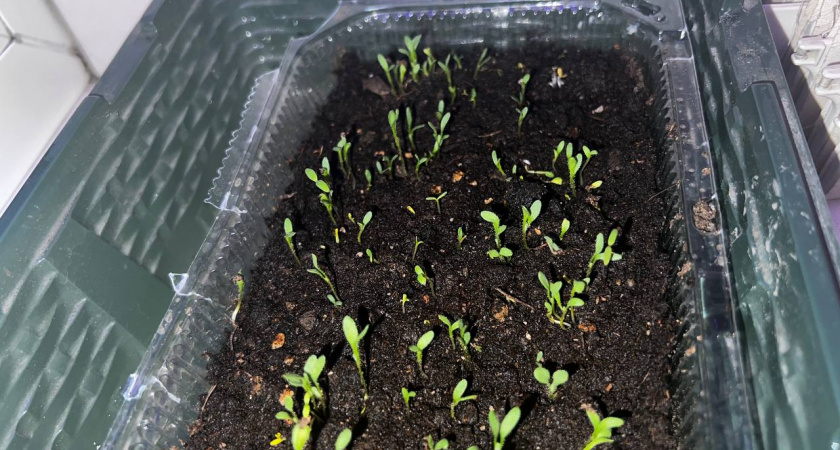 Семена "проклюнутся" за 24 часа: перед посевом обязательно заворачиваю их в эту неожиданную салфетку