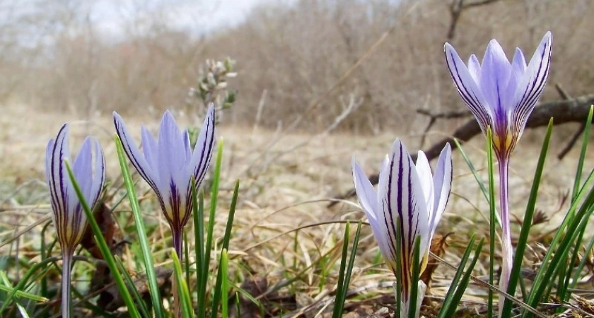 Скоро весна! В лесах в окрестностях Новороссийска распускаются первоцветы - фотоподборка 