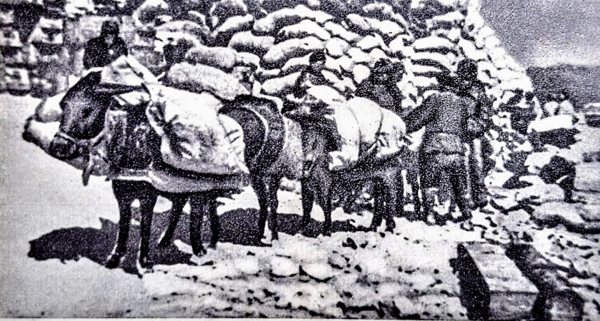 «Исусова кавалерия»: как ослиный десант решил проблему снабжения на Малой земле в Новороссийске 