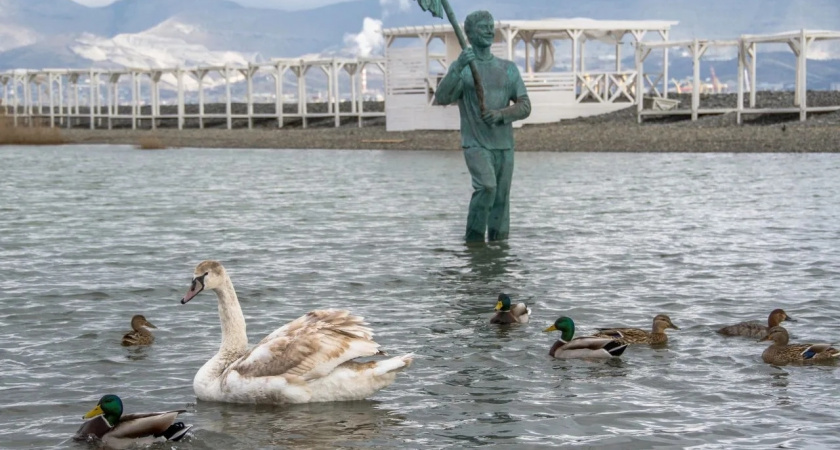 На Суджукской косе в Новороссийске появился молодой лебедь-изгой