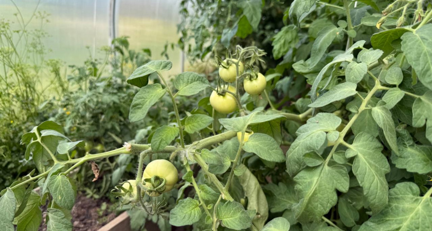 Секрет урожайных грядок: какие томаты сажать в теплице, а какие доверить открытому грунту