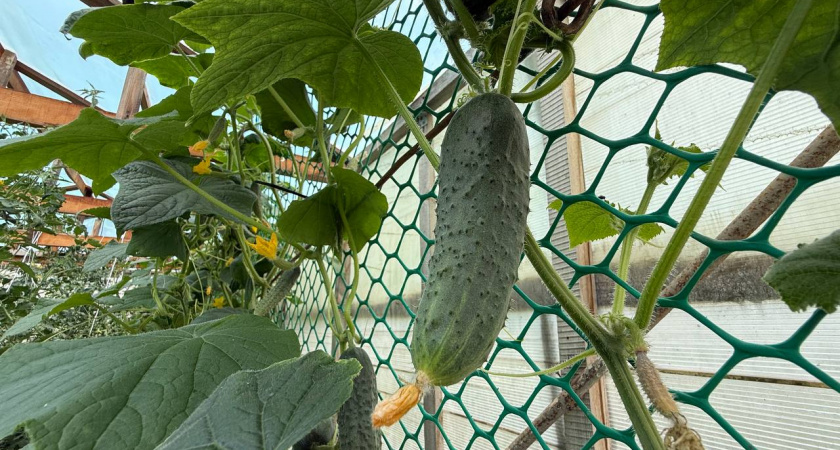 Огурцы в марте: когда сеять, чтобы не остаться с пустыми грядками — идеальные даты