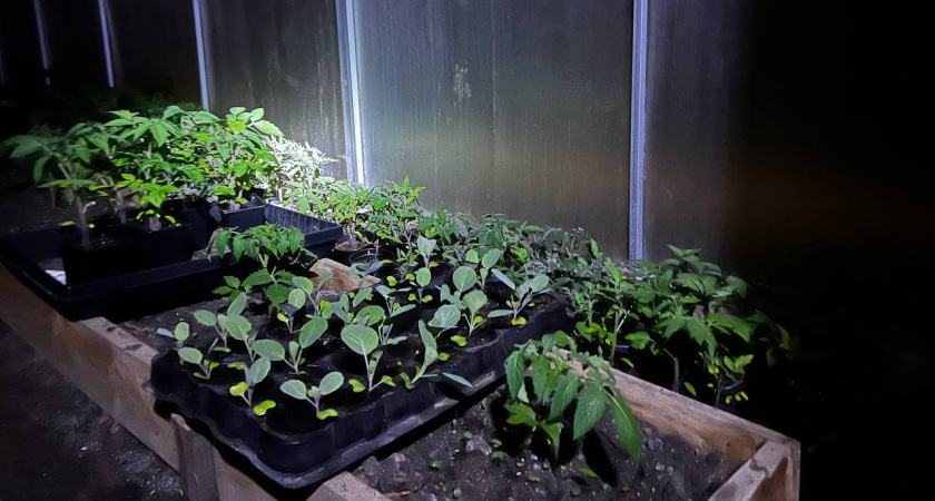 Дачники предпочитают только 2 сорта томатов: слаще вы ещё не ели - как мармеладки