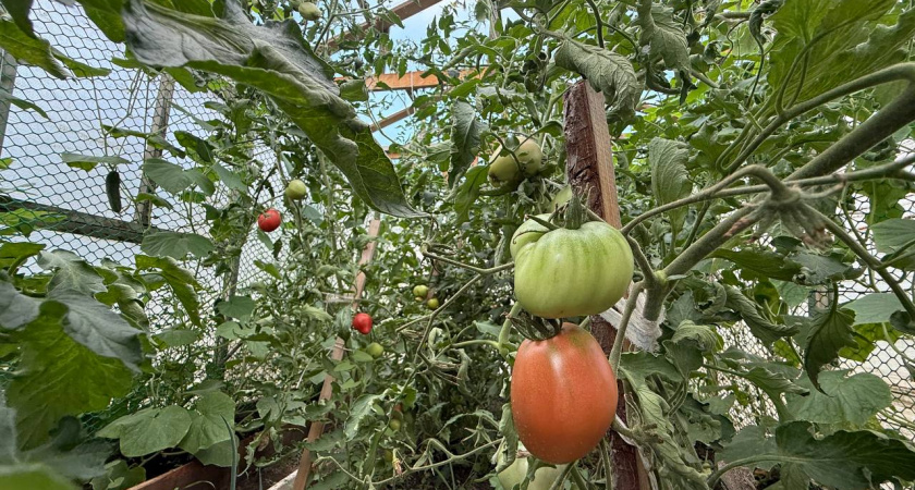 Сделаете так — и урожай пропал: распространённая весенняя ошибка бьёт по томатам сильнее всего