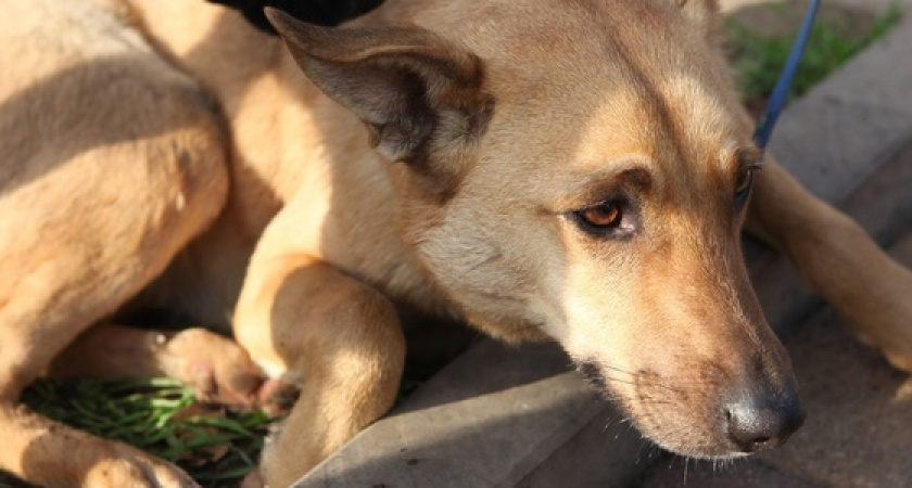"Они тоже мечтают о празднике! Но это не стол с угощениями, а еще один прожитый день": новороссийские волонтеры собирают на корм бездомным собакам
