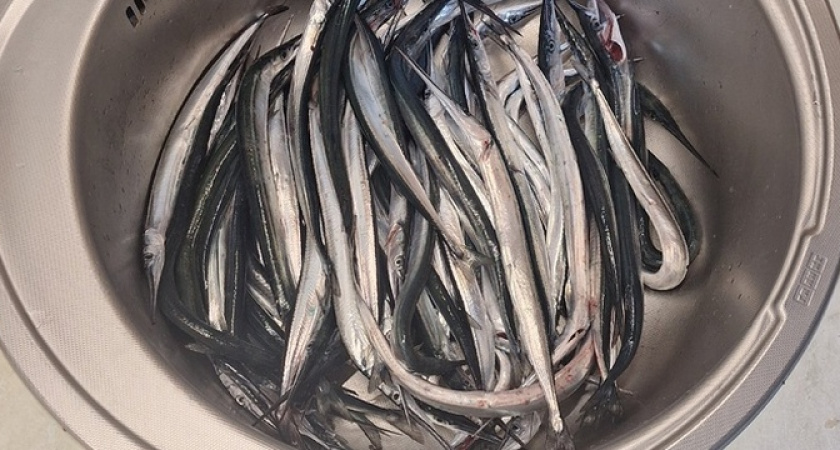 В Новороссийске пошел сарган: рыбаки вышли на «охоту» за рыбой-иглой