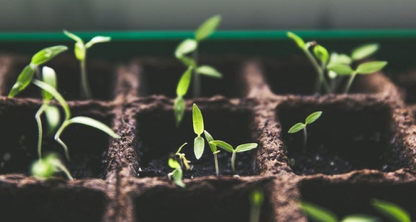 Будет крепкая рассада: простая подкормка укрепит растения