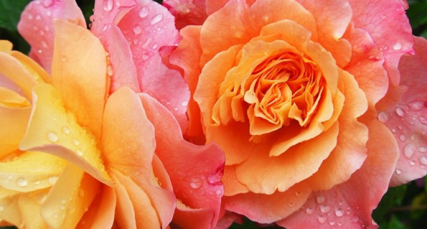 Море роз: даже старый куст оживится – полейте его чудо-эликсиром