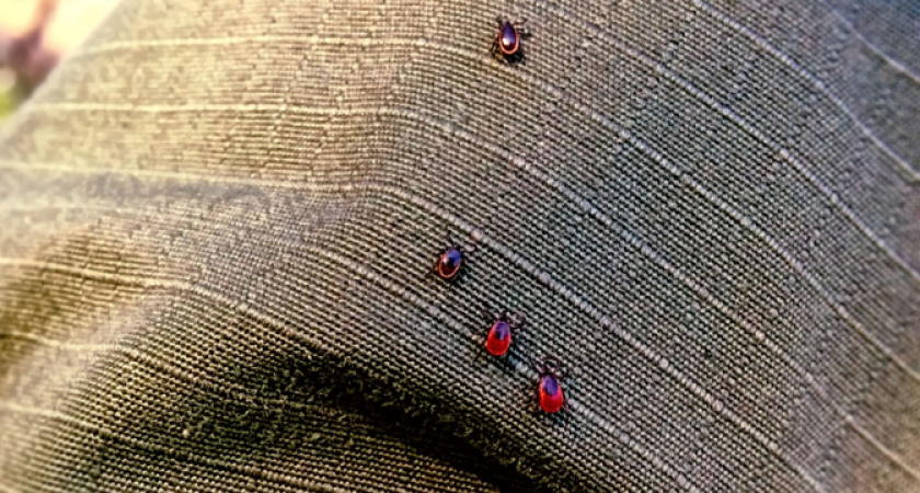 Клещи боятся этого средства, как огня. Всего пара капель и вы защищены