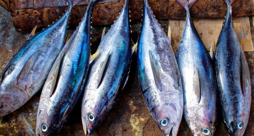 Готовим скумбрию в духовке: подборка лучших рецептов