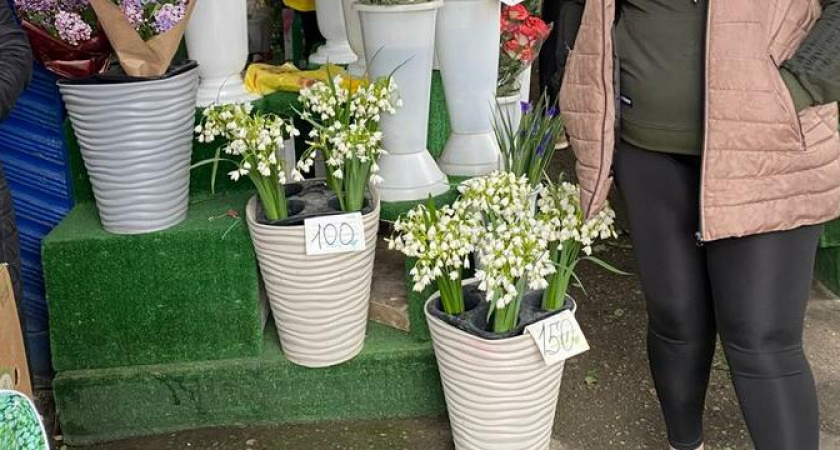 Здоровые мужики рвут и бабушкам на продажу поставляют: экоактивисты Новороссийска застали цветочных браконьеров в Цемесской роще