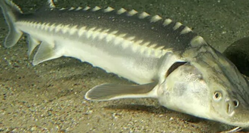 "Это ты, рыба моей мечты!": в Новороссийске на молу горожане заметили краснокнижного осетра