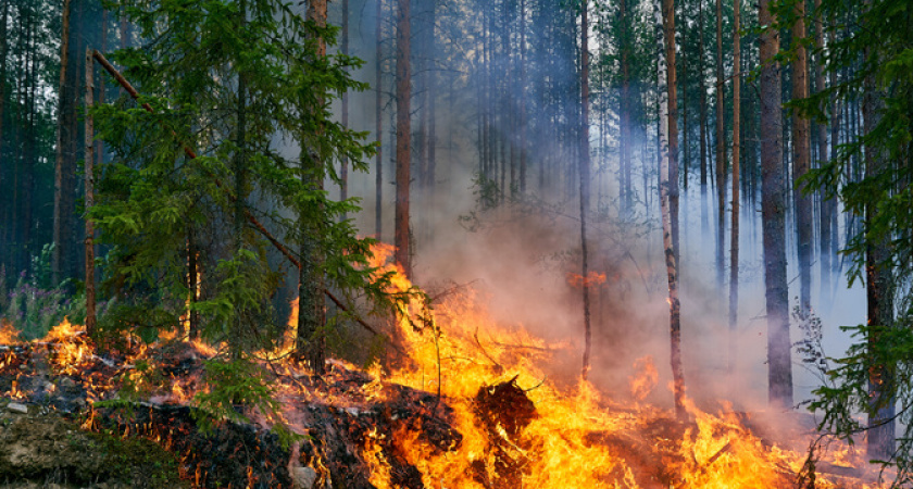 «Галя, отмена!»: в Новороссийске до 14 ноября снова нельзя будет ходить в лес на шашлыки 