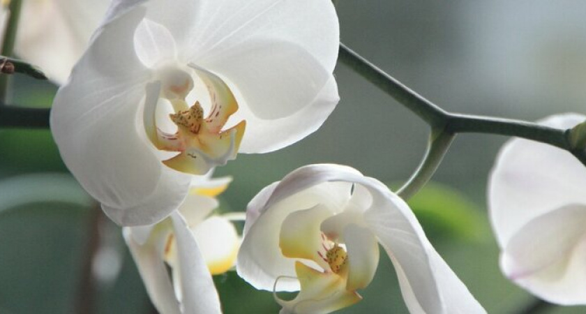 Зацветет даже старая орхидея: лучшая подкормка за копейки