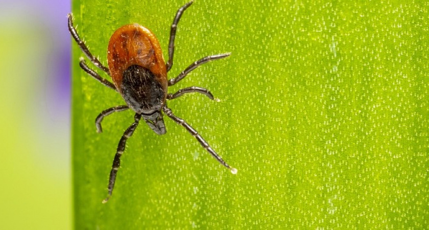 Клещи терпеть не могут этот запах: стоит копейки, а защищает в тысячу раз лучше магазинного аэрозоля