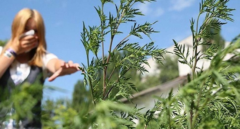 Амброзия наступает: как новороссийцам справиться с ужасной аллергией? 