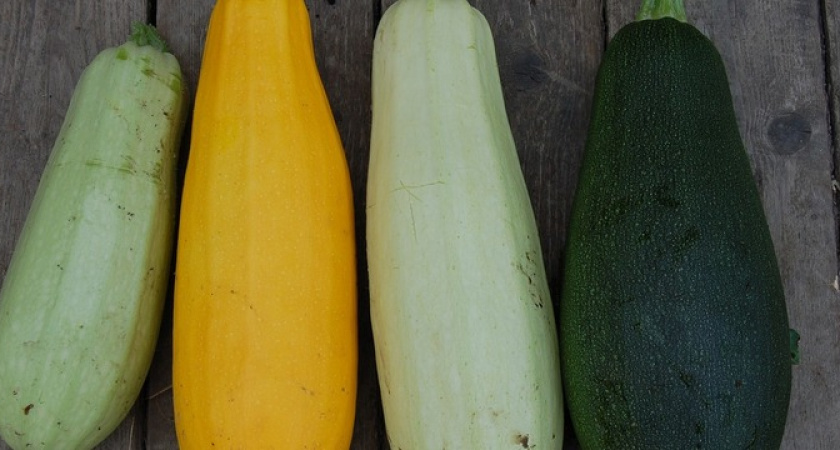 Подкармливаем кабачки в июне: эти 2 средства зарядят их на обильный урожай