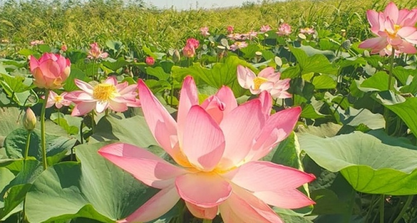 В окрестностях Новороссийска до сих пор цветут лотосы: обычно цветы увядают к середине августа